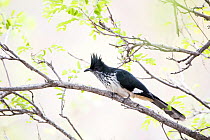 Levaillant&#39;s cuckoo (Clamator levaillantii) Kruger National Park, Limpopo Province, South Africa.