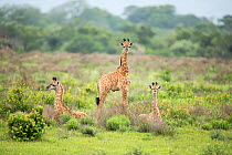 Giraffe (Giraffa camelopardalis) calves, Isimangaliso Wetland Park, KwaZulu-Natal, South Africa.