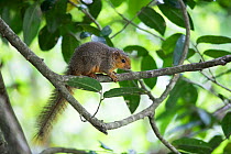 Red Squirrel (Paraxerus palliatus) Isimangaliso Wetland Park; KwaZulu-Natal, South Africa.