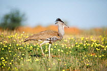 Kori bustard (Ardeotis kori) Kgalagadi Transfrontier Park, South Africa.