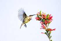 Greater doublecollared sunbird (Nectarinia afra) female, nectaring on Two-colour Heath (Erica discolor) Western Cape Province, South Africa.