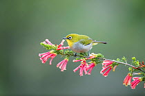 Cape white-eye (Zosterops capensis) Western Cape Province, South Africa.