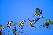 Pied kingfisher (Ceryle rudis) group of three perched with one landing, South Africa.