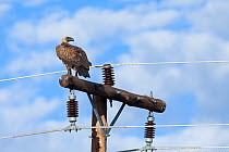 Whitebacked vulture (Gyps africanus) perched on telephone pole, Northern Cape Province, South Africa