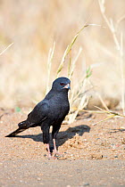 Gabar goshawk (Micronisus gabar) melanistic bird on ground, Kruger National Park, Limpopo Province, South Africa.