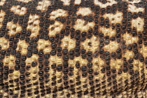 Close up of skin of a Ridge-tailed monitor (Varanus acanthurus). Captive at Lilydale High School, Victoria, Australia. Property released.
