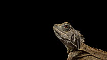 Portrait of a Southern angle-headed dragon or Southern forest dragon (Hypsilurus spinipes).  Captive at Lilydale High School, Lilydale, Victoria, Australia. Property released.