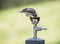 Noisy miner (Manorina melanocephala) drinking water from a drinking fountain. Yarra Bend Park, Fairfield, Victoria, Australia.