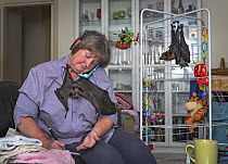 Wildlife carer looks after three recently orphaned Grey-headed flying-foxes (Pteropus poliocephalus) in her home whilst simultaneously taking phone calls to manage the next wildlife rescue.    Capti...