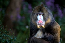 Portrait of a Mandrill male (Mandrillus sphinx). Captive, at Melbourne Zoo,  Parkville, Victoria, Australia. May. Property released.