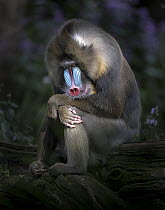 Portrait of a Mandrill male (Mandrillus sphinx). Captive, at Melbourne Zoo, Parkville, Victoria, Australia. May. Property released.