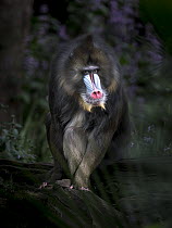 Portrait of a Mandrill male Mandrillus sphinx). Captive, at Melbourne Zoo, Parkville, Victoria, Australia. May. Property released.