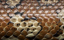Skin of a Centralian carpet python (Morelia bredli). Captive at Lilydale High School, Lilydale, Victoria, Australia. Property released.