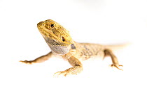 Portrait on white background of a Central bearded dragon (Pogona vitticeps). Captive at Lilydale High School, Lilydale, Victoria, Australia. Property released.
