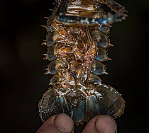 Yarra spiny crayfish (Eustacus yarraensis), with young attached to underbelly.  Photographed in-field under controlled conditions under the supervision of wildlife experts. Sassafras Creek, Monbulk, V...