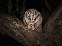 Sugar glider (Petaurus breviceps) eats a meal worm (Tenebrio molitor) on a tree at night.  Captive, Conservation Ecology Centre, The Otways, Victoria, Australia. Property released.