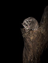 Sugar glider (Petaurus breviceps)  on a tree at night.  Captive, Conservation Ecology Centre, The Otways, Victoria, Australia. Property released.
