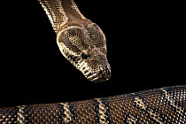 Portrait of a Centralian carpet python (Morelia bredli). Captive at Lilydale High School, Lilydale, Victoria, Australia.