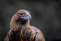 Portrait of the Australian wedge-tailed eagle (Aquila audax) Kangaroo Island, South Australia, Australia.