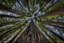 Californian redwoods (Sequoia sempervirens) Great Otways National Park, Victoria, Australia.