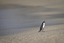 Fiordland penguin (Eudyptes pachyrhynchus) walking along the beach having just come ashore. North of Haast, Southwest coast, Westland District, New Zealand.