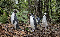 Fiordland penguins (Eudyptes pachyrhynchus) walk along a forest path, heading back to their burrows, after foraging in the ocean. North of Haast, Westland District, South Island, New Zealand.