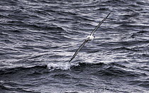 White-capped albatross (Thalassarche steadi) gliding above the water. Snares Island, New Zealand.