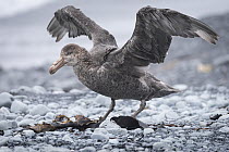 Northern giant petrel (Macronectes halli) standing on a pebbled beach spreads its wings. Buckles Bay, Macquarie Island, Australian Territory.