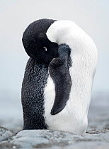 Adelie penguin (Pygoscelis adeliae) was seen just before Christmas standing all alone at Buckles Bay on Macquarie Island, Buckles Bay, Macquarie Island, Australian Territory.