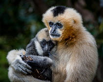 White-cheeked gibbon (Nomascus leucogenys) female and her adolescent daughter who is transitioning from grey to black. Adelaide Zoo, Adelaide, South Australia, Australia. PR supplied.
