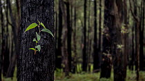 Signs of life start to emerge from a Eucalyptus sp., after a fire. Dandenong ranges, Victoria, Australia.  May, 2015
