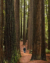 Woman walks through Californian Red Woods (Sequoia sempervirens). Californian Redwood Forest, Great Otway National Park, Victoria, Australia.  May, 2015 MR supplied