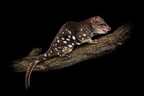 Portrait against black of a Tiger quoll (Dasyurus maculatus) on a log. Captive. Conservation Ecology Centre, Otway Lighthouse Rd, Victoria, Australia, June. Property released.