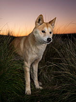 Dingo (Canis lupus dingo) male, called 'Snapple', during a winter sunrise at the Dingo Dicovery and Research Centre. Snapple is an ambassador dingo for this often persecuted animal.  Capti...