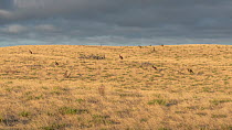 Kangaroo Island kangaroos (Macropus fuliginosus fuliginosus), on a grass covered ridge. Kangaroo Island, South Australia, Australia. January 2016