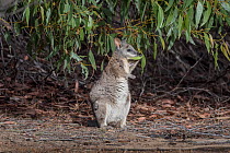 Tammar wallaby (Macropus eugenii) standing up eating Eucalyptus leaves. Kanagaroo Island, Australia.