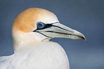 Australasian gannet (Morus serrator) in the morning light. Near Cape Kidnappers. Hawke's Bay, North Island, New Zealand. March 2016
