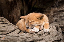 Dingo puppy (Canis lupus dingo), asleep on an old tree trunk.   Captive, Dingo Discovery and Reserach Centre, Toolern Vale, Victoria, Australia. Property released.