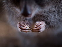 Hands of a Long-nosed Potoroo (Potorous tridactylus)  Captive at Conservation Ecology Centre, The Otways, Victoria, Australia. July 2016.