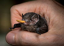 Gould's wattled bat (Chalinolobus gouldii) held in hand and fed mealworms (Tenebrio molitor) by a wildlife carer before being successfully released back into the wild. Gardenvale, Victoria, Austr...