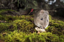 Long-nosed Potoroo (Potorous tridactylus) eating fungi. Captive, photographed under controlled conditions. Conservation Ecology Centre, Victoria, Australia. June 2017.
