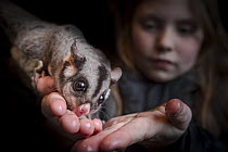 Daughter of the founders of the Ecology Conservation Centre hand feeds honey to one of their resident sugar gliders (Petaurus breviceps). Captive, Conservation Ecology Centre, The Otways, Victoria, Au...