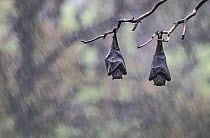 Two Grey-headed flying foxes (Pteropus poliocephalus) hang form a tree branch during a rain storm. Yarra Bend Park, Kew, Victoria, Australia, December 2017. Siena International Photo Awards 2022 - Ani...