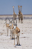 Angolan giraffes (Giraffa giraffa angolensis) and Springboks (Antidorcas marsupialis) approaching a scarce waterhole. Etosha National Park, Etosha, Namibia.