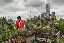 Man gardening on roof top car park at Federation Square in Melbourne's CBD, which was transformed into a vegetable garden. Made up of over 140 do-it-yourself veggie plots housed in individual recycled...