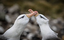 Two Black-browed albatross (Thalassarche melanophris) rub their bills together - part of a bonding ritual. West Point Island, The Falkland Islands.