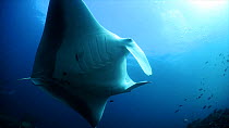 Giant manta ray (Manta birostris) at cleaning station North Raja Ampat, West Papua, Indonesia, Pacific Ocean.