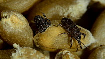 Adult grain weevil (Sitophilus granarius) feeding on grain as another crawls past it, Karlsruhe, Germany.