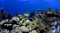 Stoplight parrotfish (Sparisoma viride) swimming towards reef and feeding on coral, Bonaire, Leeward Antilles, Caribbean.