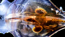 Close up of Sea butterfly (Diacria trispinosa) translucent body, deep sea species from Atlantic Ocean off Cape Verde. Captive.